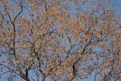 Pterocarpus marsupium, photographed by S.MORE