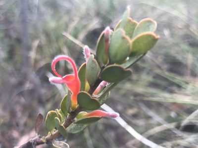 Adenanthos obovatus, photographed by Ann Bentley