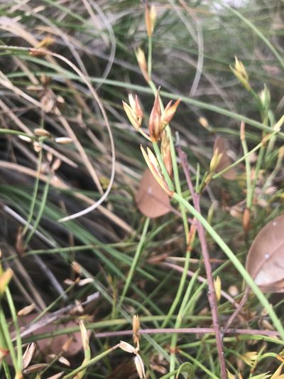 Anarthria prolifera, photographed by Ann Bentley