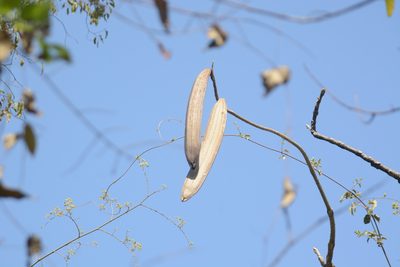 Oroxylum indicum, photographed by S.MORE
