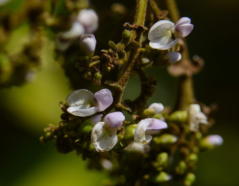Dalbergia volubilis, photographed by S.MORE