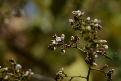 Dalbergia volubilis, photographed by S.MORE