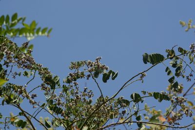 Dalbergia volubilis, photographed by S.MORE