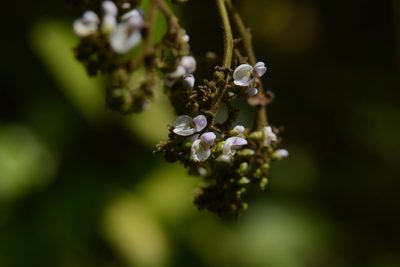 Dalbergia volubilis, photographed by S.MORE