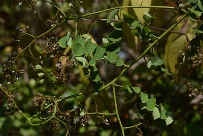 Dalbergia volubilis, photographed by S.MORE