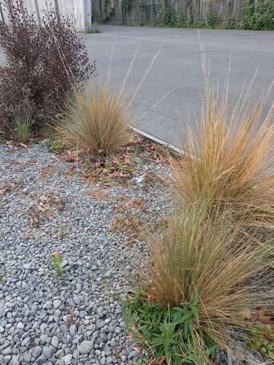 Festuca matthewsii, photographed by Colin Meurk