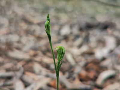 Pterostylis parviflora, photographed by Richard Dimon