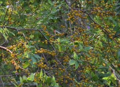 Ficus exasperata, photographed by Christopher