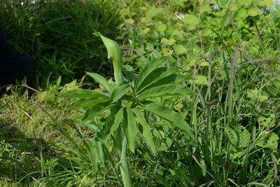 Arisaema heterophyllum, photographed by 黃美滿