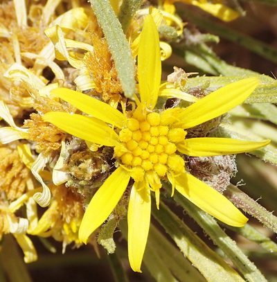 Geigeria filifolia, photographed by Nicola van Berkel