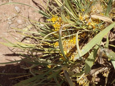 Geigeria filifolia, photographed by Nicola van Berkel