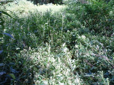 Hasteola suaveolens, photographed by Summit Metro Parks