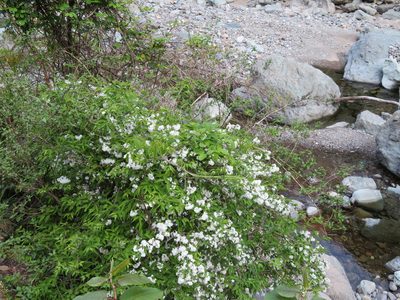 Deutzia gracilis, photographed by Marco Mussita