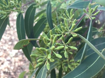 Eucalyptus marginata, photographed by Ann Bentley