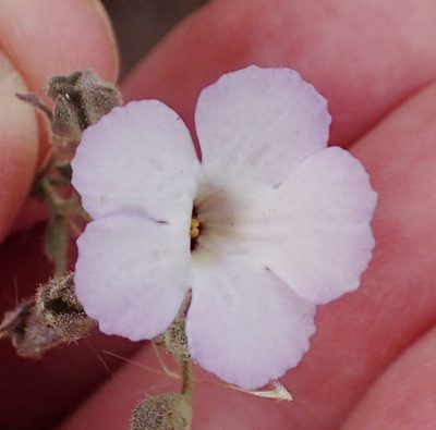 Jamesbrittenia ramosissima, photographed by Nicola van Berkel