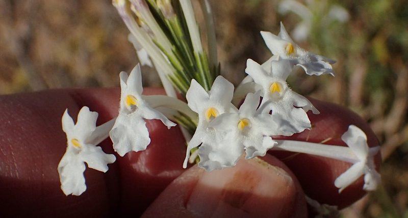 Chascanum garipense, photographed by Nicola van Berkel