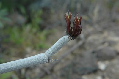 Ceropegia fusca, photographed by Wouter Van Landuyt