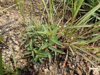 Osbeckia chinensis, photographed by 葉子
