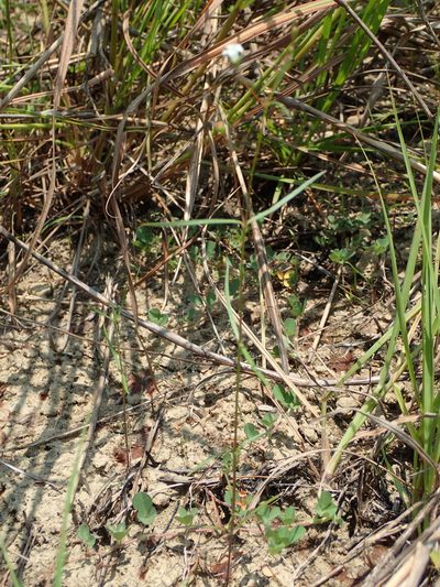 Scleromitrion koanum, photographed by 葉子