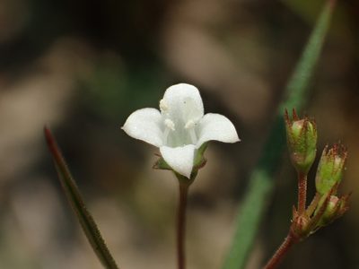 Scleromitrion koanum, photographed by 葉子