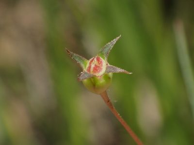 Scleromitrion koanum, photographed by 葉子