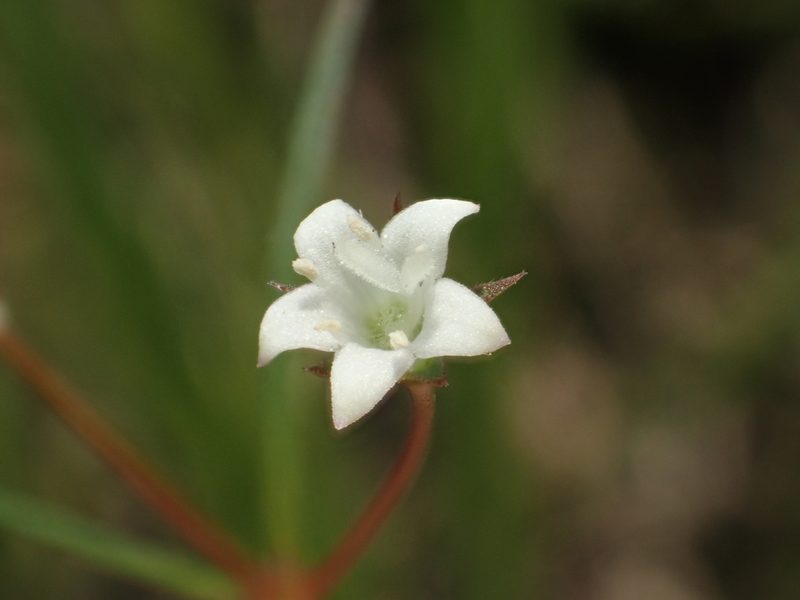 Scleromitrion koanum, photographed by 葉子