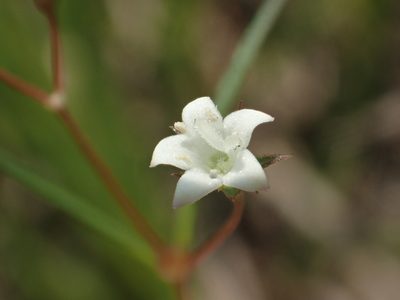 Scleromitrion koanum, photographed by 葉子
