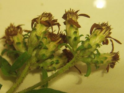 Sericocarpus caespitosus, photographed by Summit Metro Parks