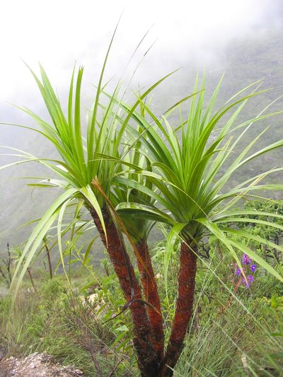 Vellozia squamata, photographed by David Bird