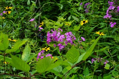Phlox maculata, photographed by NC Wetlands