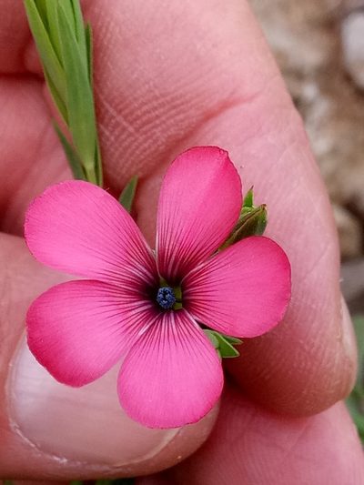 Linum decumbens, photographed by Karim Haddad