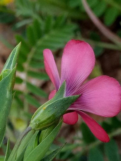Linum decumbens, photographed by Karim Haddad