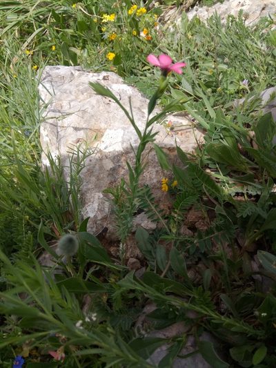 Linum decumbens, photographed by Karim Haddad