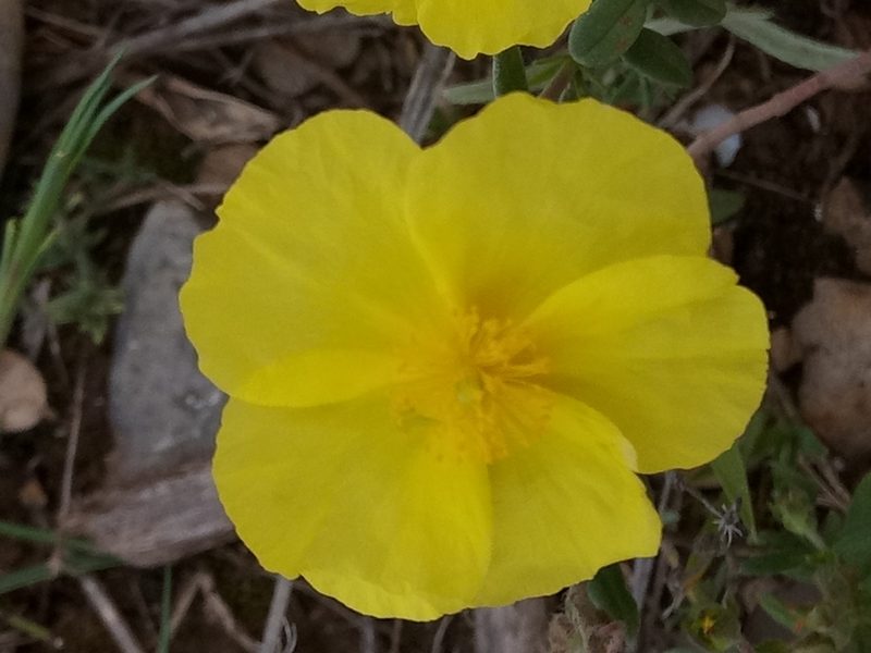 Helianthemum croceum, photographed by Karim Haddad