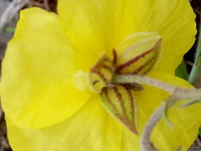 Helianthemum croceum, photographed by Karim Haddad