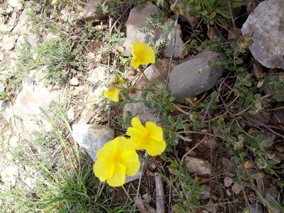 Helianthemum croceum, photographed by Karim Haddad