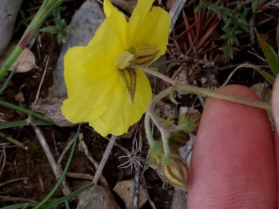 Helianthemum croceum, photographed by Karim Haddad