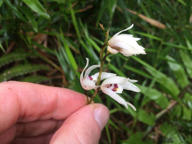 Dilomilis montana, photographed by Derek