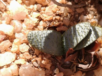 Brunsvigia namaquana, photographed by leandra-k_89