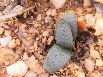 Brunsvigia namaquana, photographed by leandra-k_89