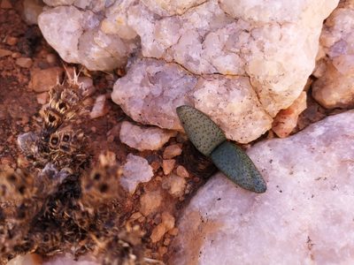 Brunsvigia namaquana, photographed by leandra-k_89