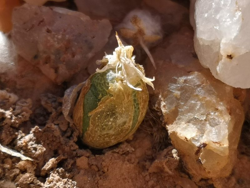 Conophytum smorenskaduense, photographed by leandra-k_89