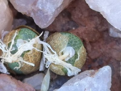 Conophytum smorenskaduense, photographed by leandra-k_89