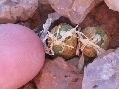 Conophytum smorenskaduense, photographed by leandra-k_89