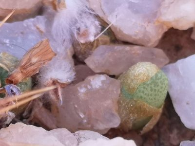 Conophytum smorenskaduense, photographed by leandra-k_89