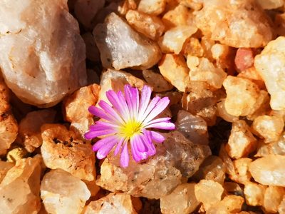 Conophytum smorenskaduense, photographed by leandra-k_89