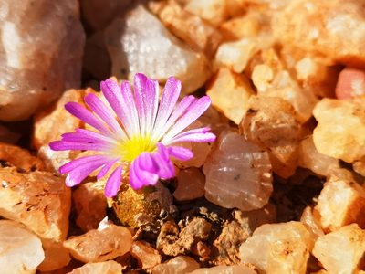 Conophytum smorenskaduense, photographed by leandra-k_89