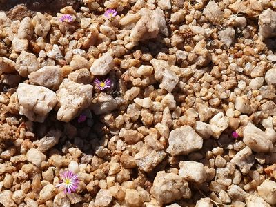 Conophytum smorenskaduense, photographed by leandra-k_89