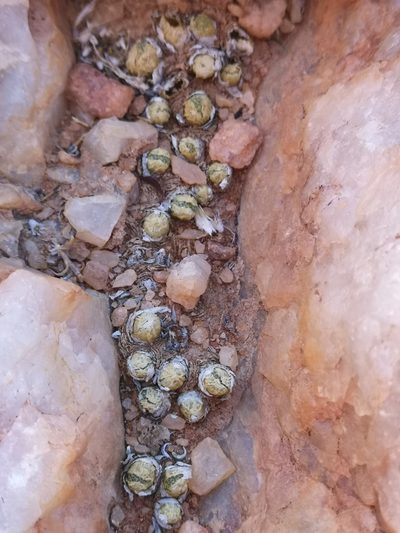 Conophytum hermarium, photographed by leandra-k_89