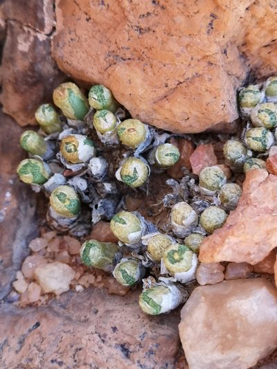 Conophytum hermarium, photographed by leandra-k_89